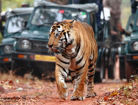 Indian Heritage Hospitality